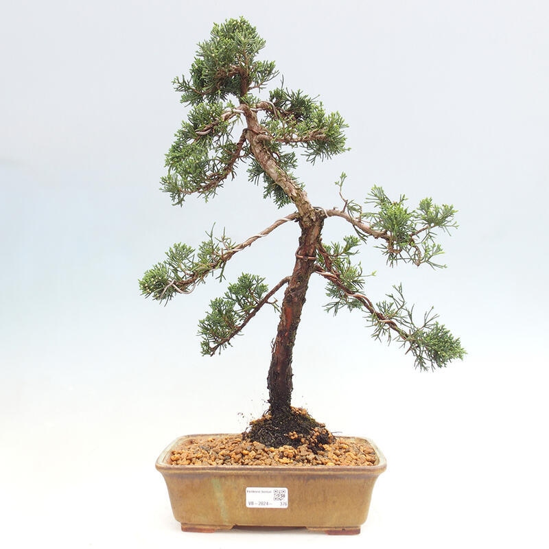 Bonsai da esterno - Juniperus chinensis Kishu