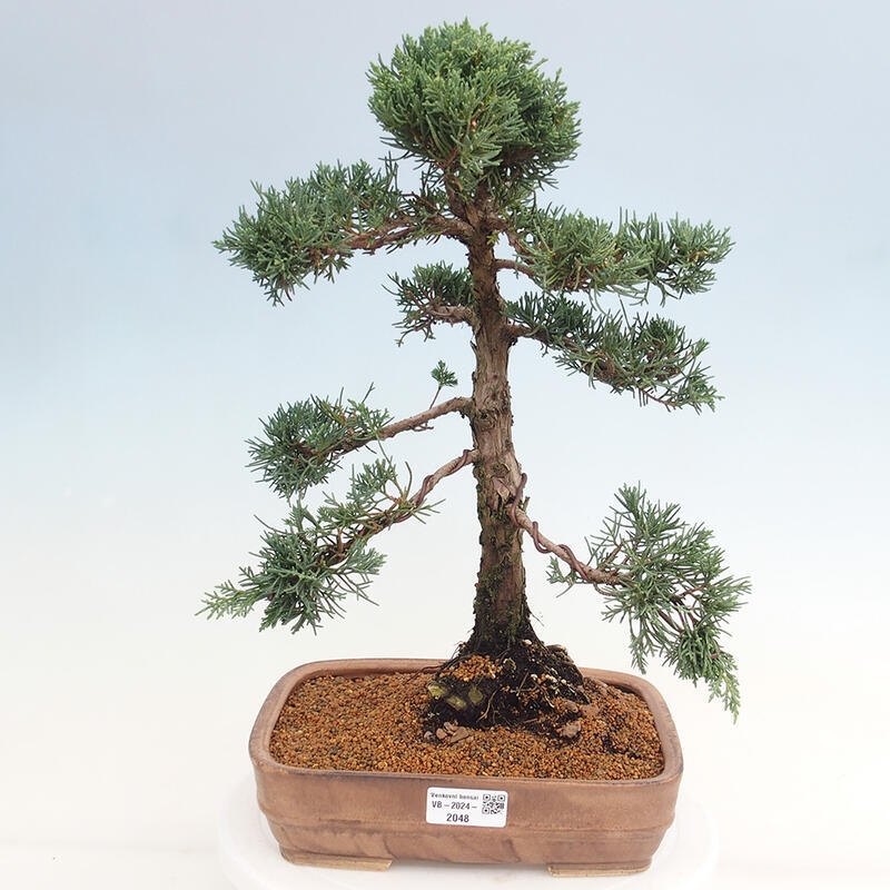 Bonsai da esterno - Juniperus chinensis Kishu
