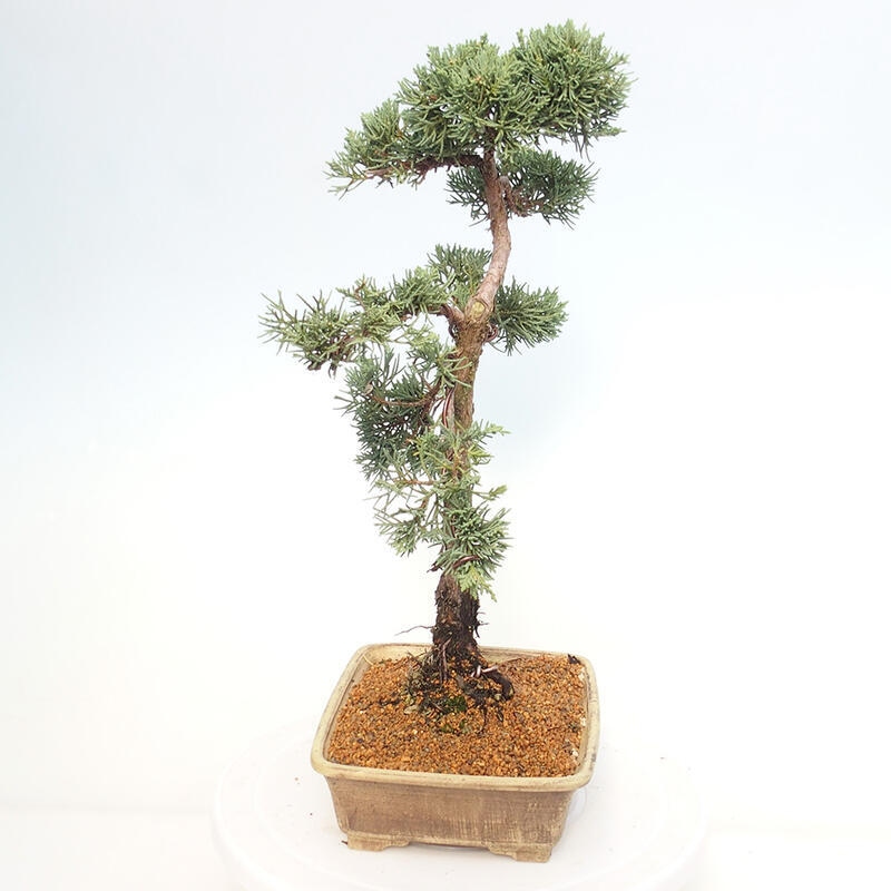 Bonsai da esterno - Juniperus chinensis Kishu