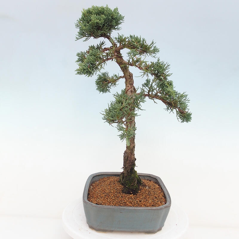 Bonsai da esterno - Juniperus chinensis Kishu