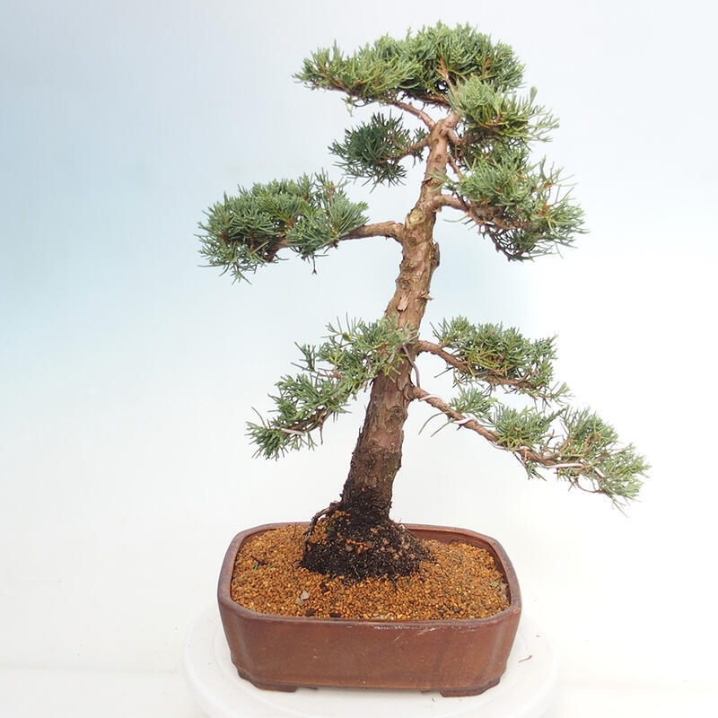 Bonsai da esterno - Juniperus chinensis Kishu