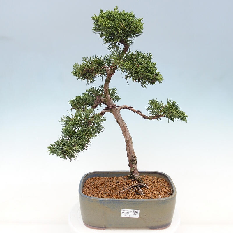Bonsai da esterno - Juniperus chinensis Kishu