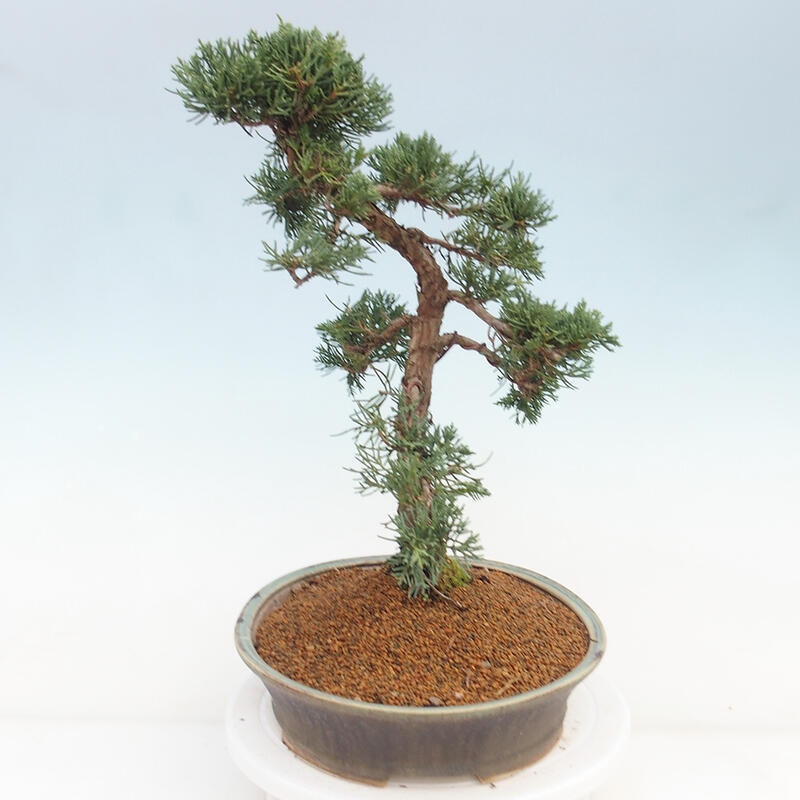 Bonsai da esterno - Juniperus chinensis Kishu