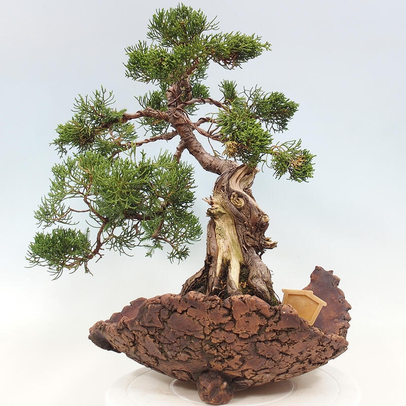 Bonsai da esterno - Juniperus chinensis Kishu