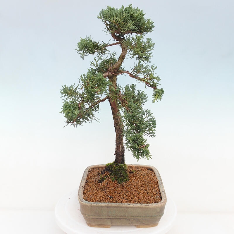 Bonsai da esterno - Juniperus chinensis Kishu