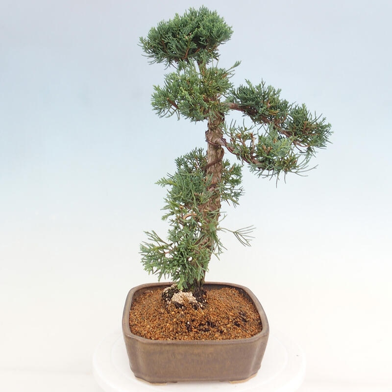 Bonsai da esterno - Juniperus chinensis Kishu