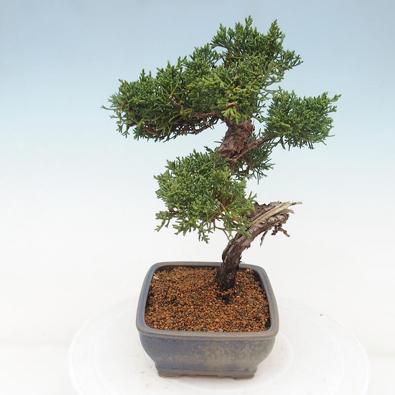 Bonsai da esterno - Juniperus chinensis Kishu