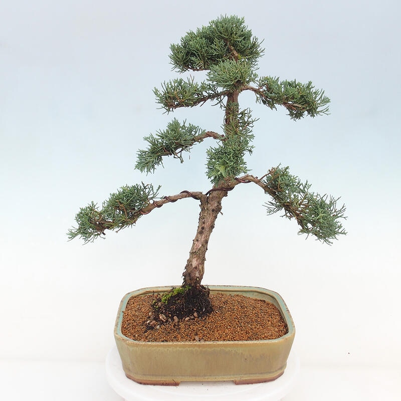 Bonsai da esterno - Juniperus chinensis Kishu