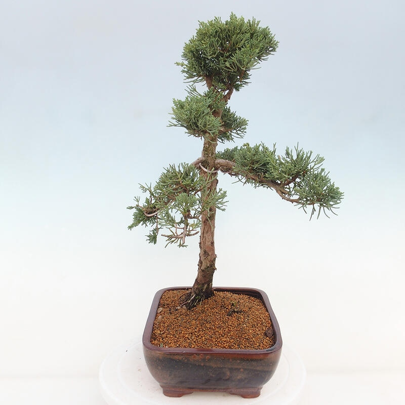 Bonsai da esterno - Juniperus chinensis Kishu