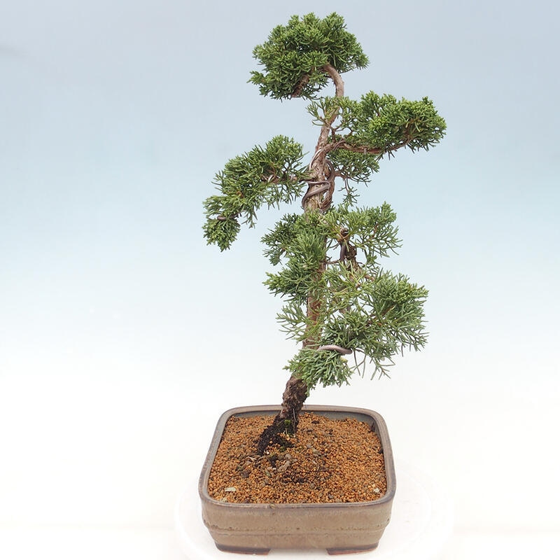 Bonsai da esterno - Juniperus chinensis Kishu
