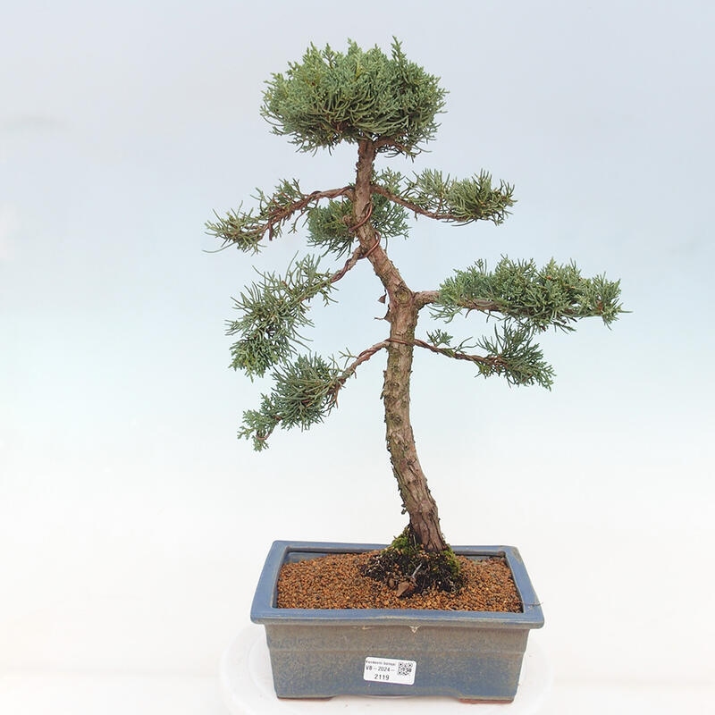 Bonsai da esterno - Juniperus chinensis Kishu