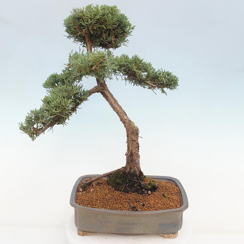 Bonsai da esterno - Juniperus chinensis Kishu