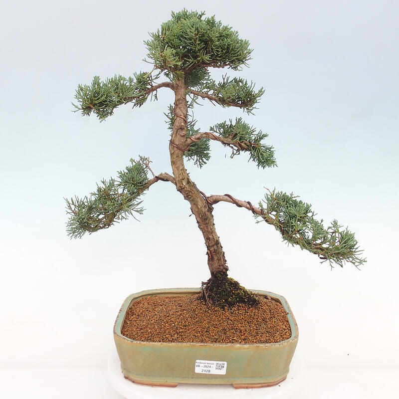 Bonsai da esterno - Juniperus chinensis Kishu