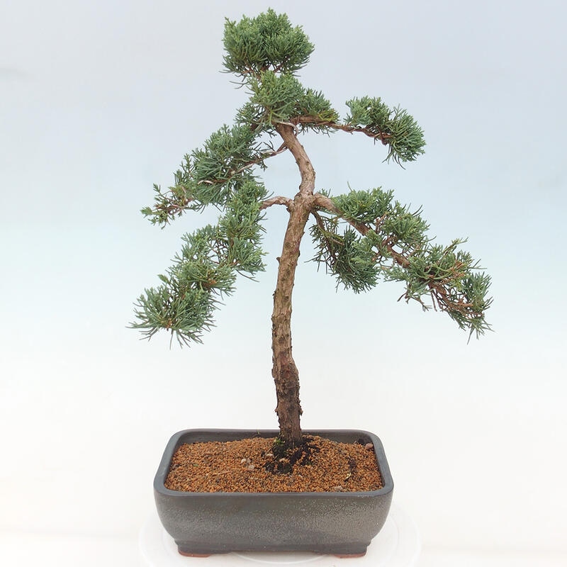 Bonsai da esterno - Juniperus chinensis Kishu