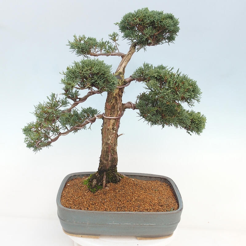 Bonsai da esterno - Juniperus chinensis Kishu