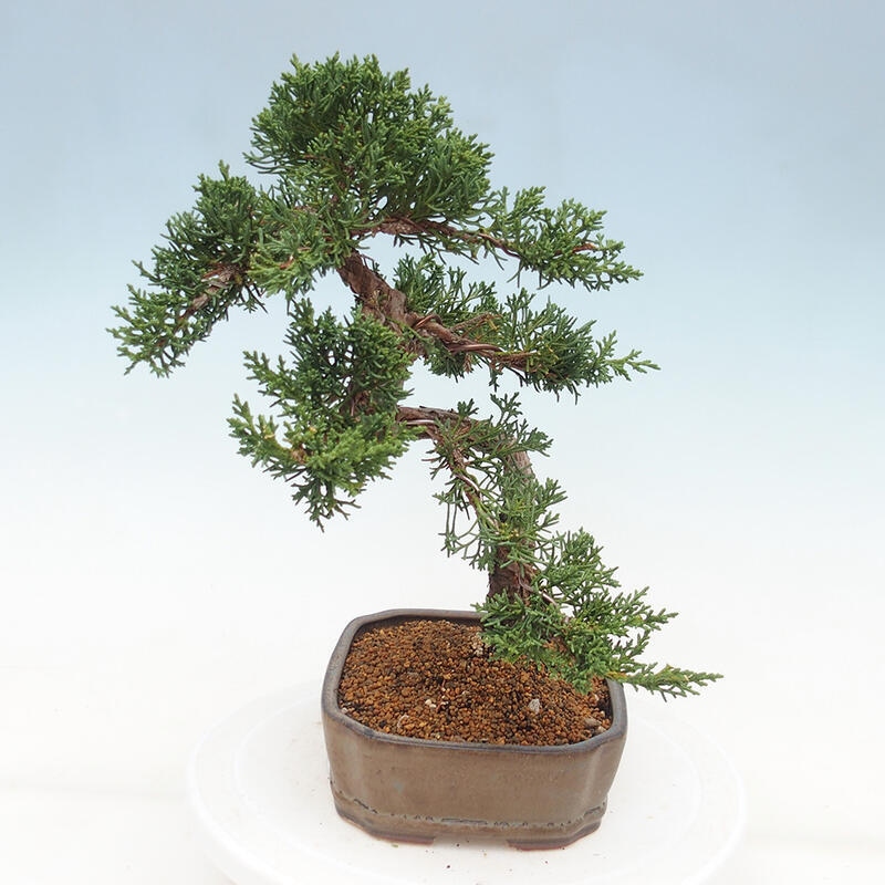 Bonsai da esterno - Juniperus chinensis Kishu