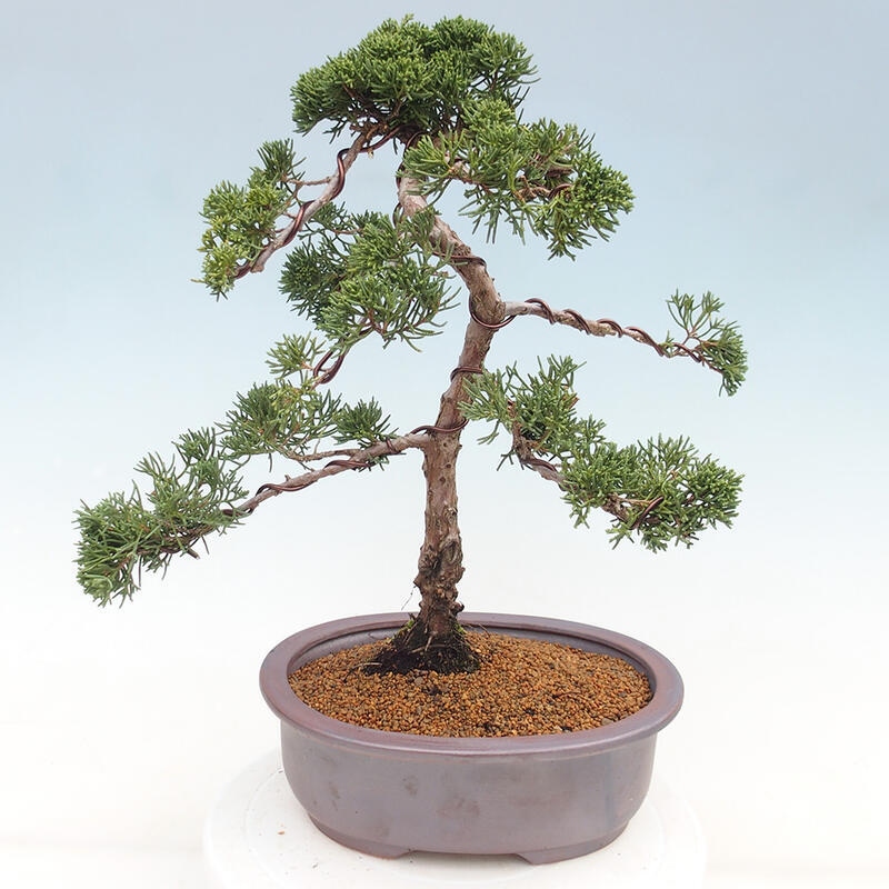 Bonsai da esterno - Juniperus chinensis Kishu