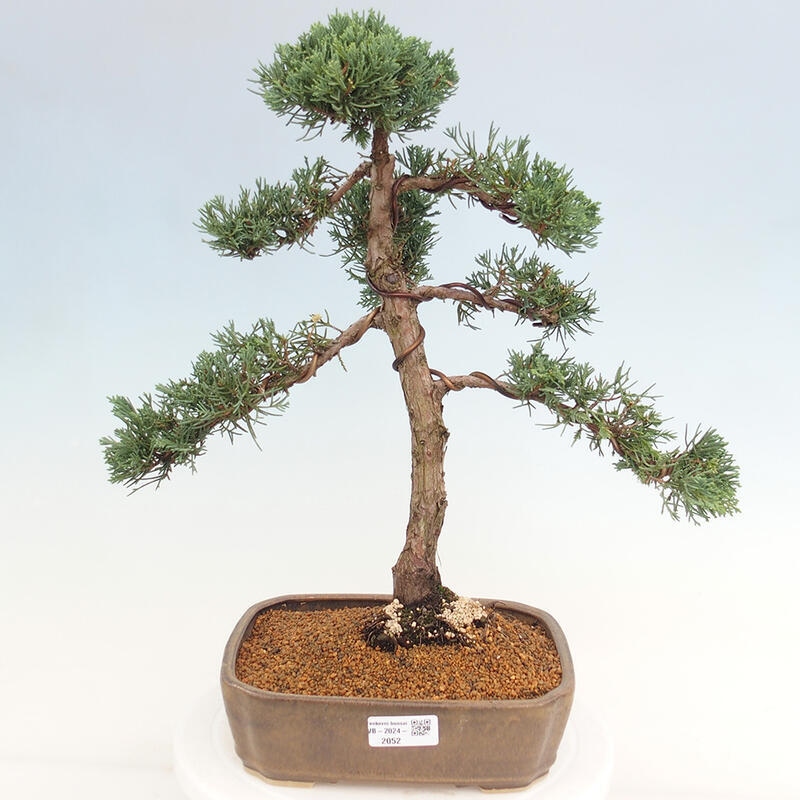 Bonsai da esterno - Juniperus chinensis Kishu