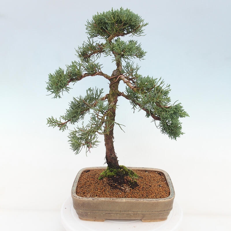 Bonsai da esterno - Juniperus chinensis Kishu