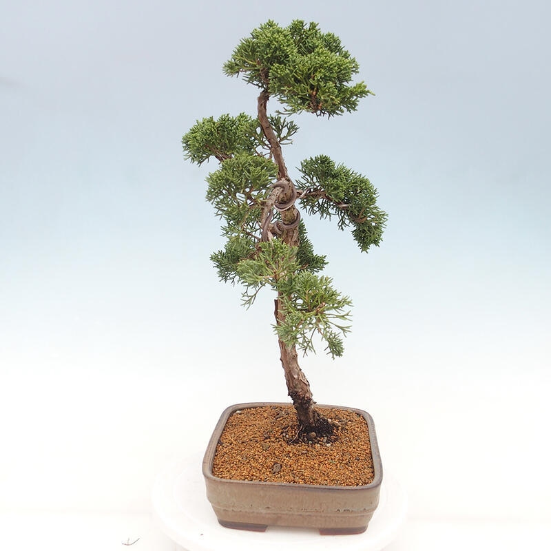 Bonsai da esterno - Juniperus chinensis Kishu
