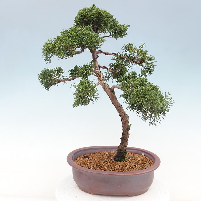 Bonsai da esterno - Juniperus chinensis Kishu