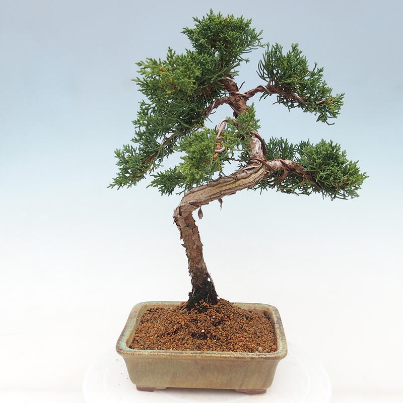 Bonsai da esterno - Juniperus chinensis Kishu
