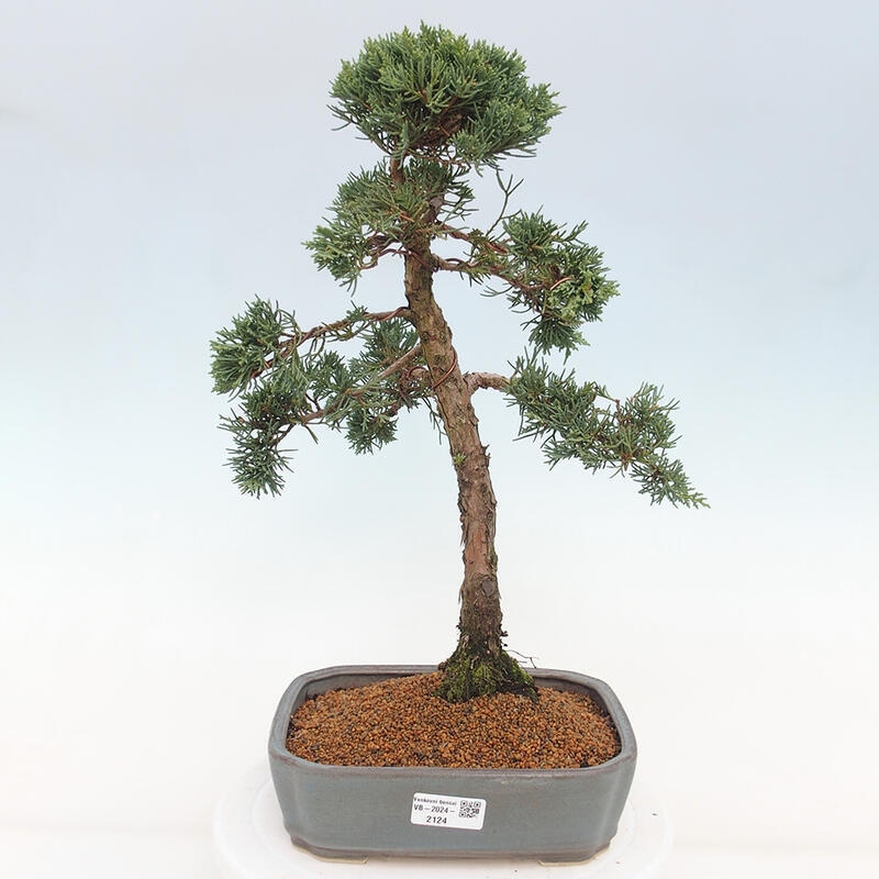 Bonsai da esterno - Juniperus chinensis Kishu