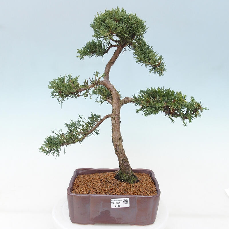 Bonsai da esterno - Juniperus chinensis Kishu