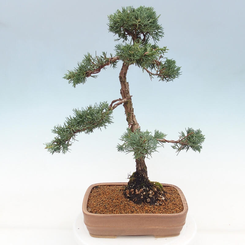 Bonsai da esterno - Juniperus chinensis Kishu