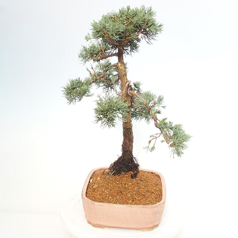 Bonsai da esterno - Juniperus chinensis Kishu