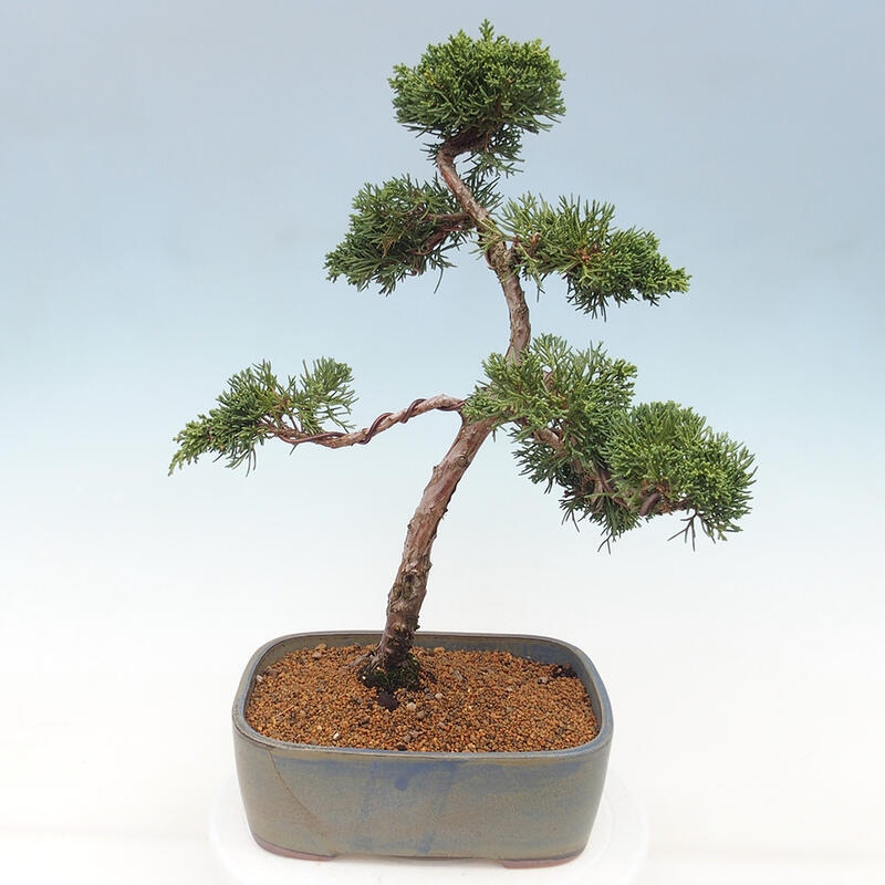 Bonsai da esterno - Juniperus chinensis Kishu