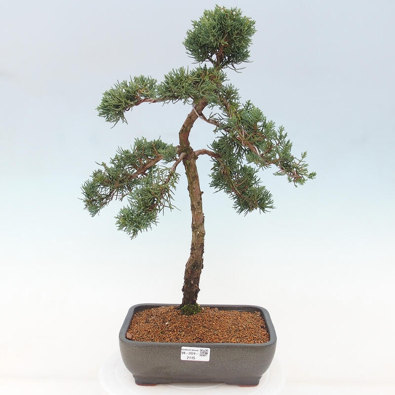 Bonsai da esterno - Juniperus chinensis Kishu