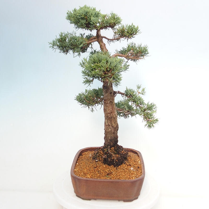 Bonsai da esterno - Juniperus chinensis Kishu