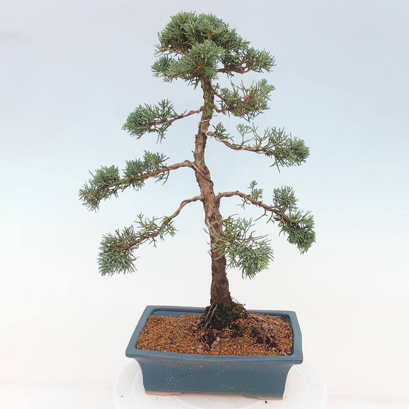 Bonsai da esterno - Juniperus chinensis Kishu