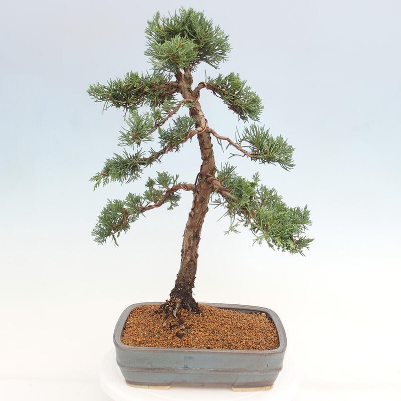 Bonsai da esterno - Juniperus chinensis Kishu