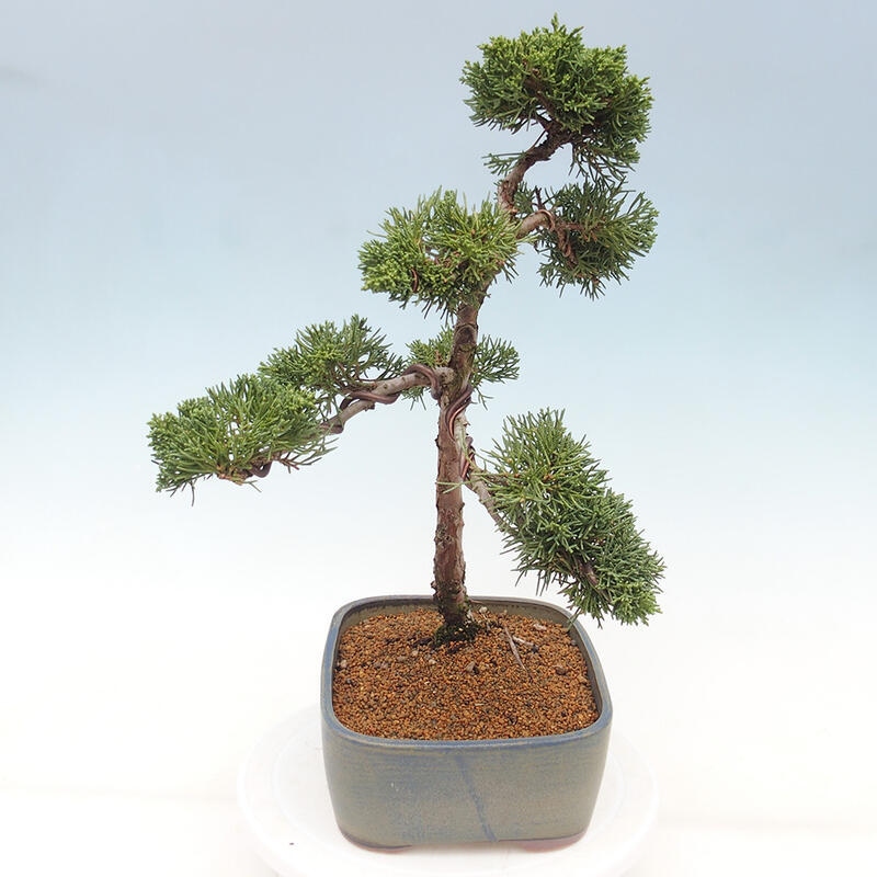 Bonsai da esterno - Juniperus chinensis Kishu