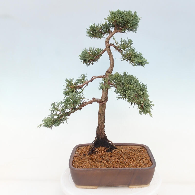 Bonsai da esterno - Juniperus chinensis Kishu