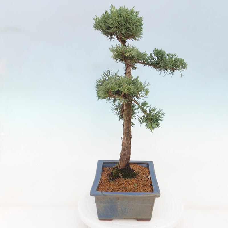 Bonsai da esterno - Juniperus chinensis Kishu