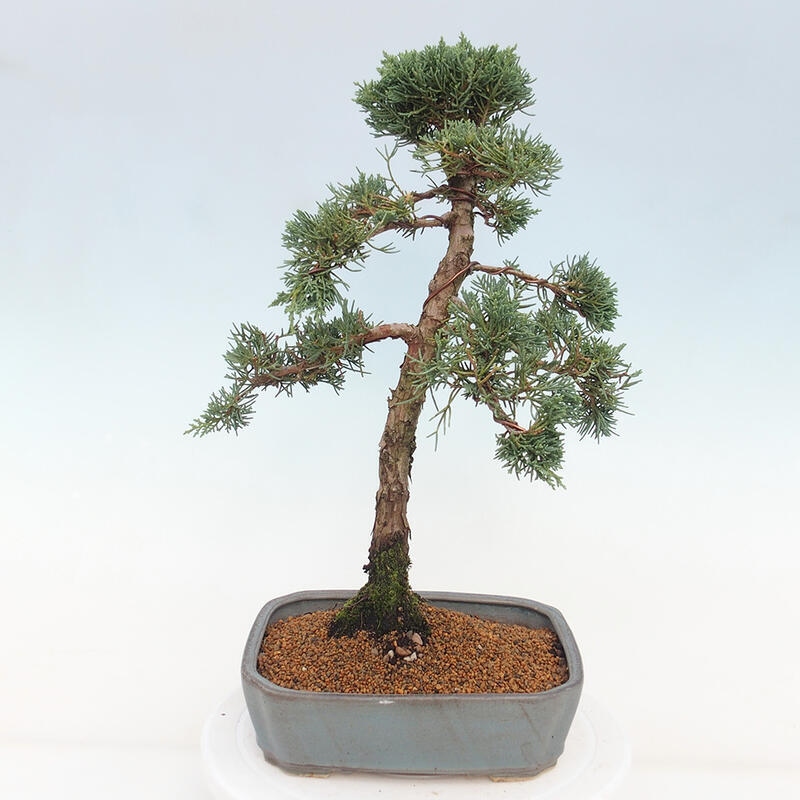 Bonsai da esterno - Juniperus chinensis Kishu