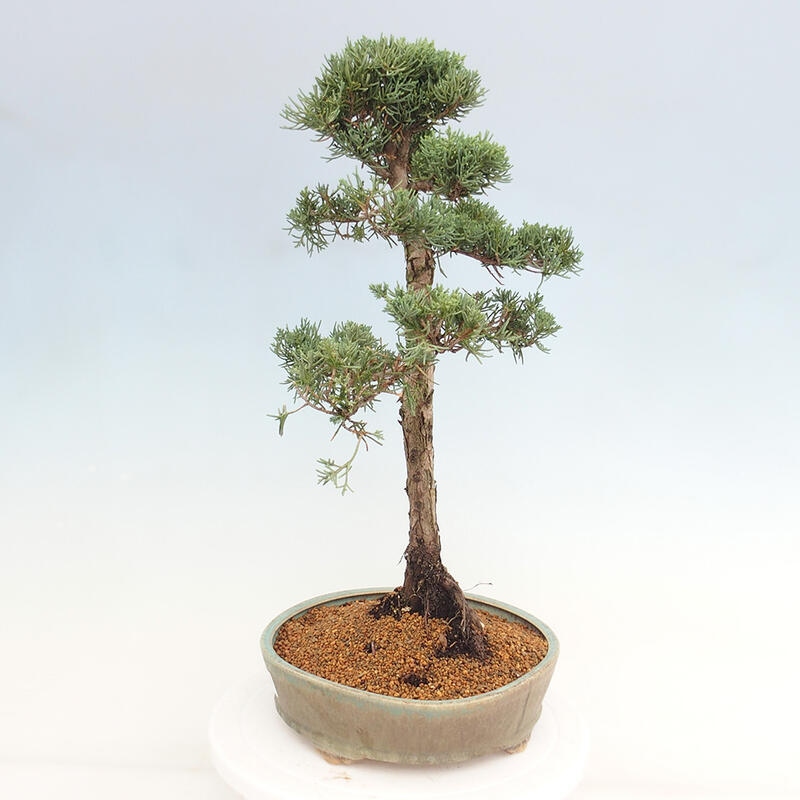 Bonsai da esterno - Juniperus chinensis Kishu