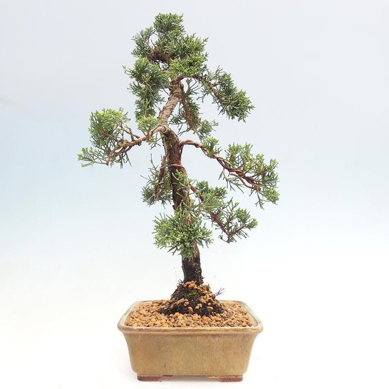 Bonsai da esterno - Juniperus chinensis Kishu