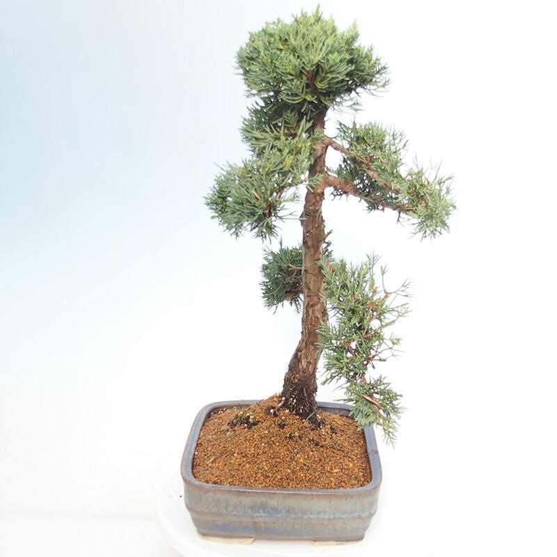 Bonsai da esterno - Juniperus chinensis Kishu