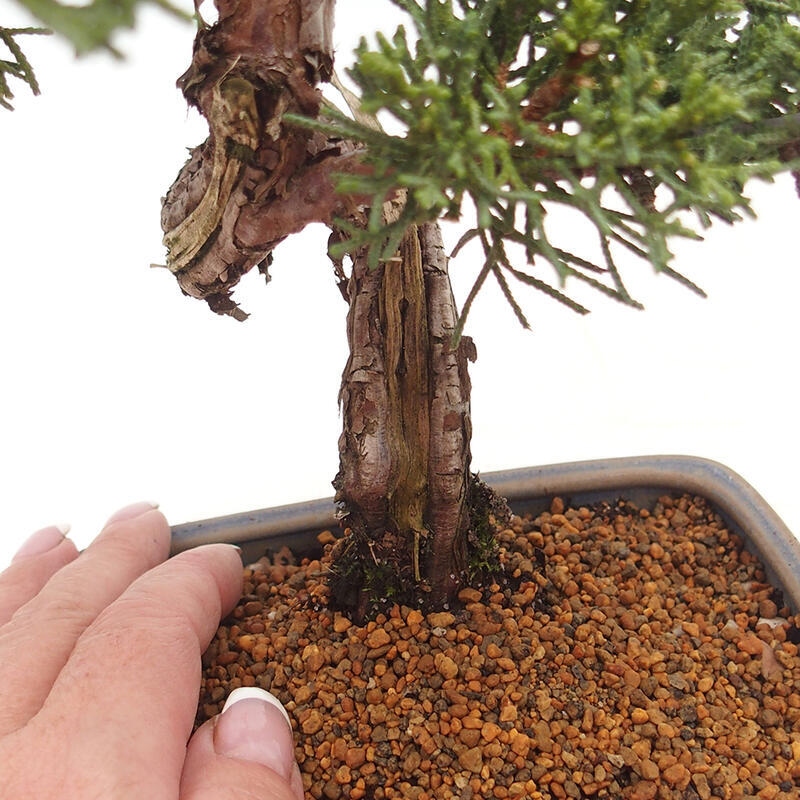 Bonsai da esterno - Juniperus chinensis Kishu