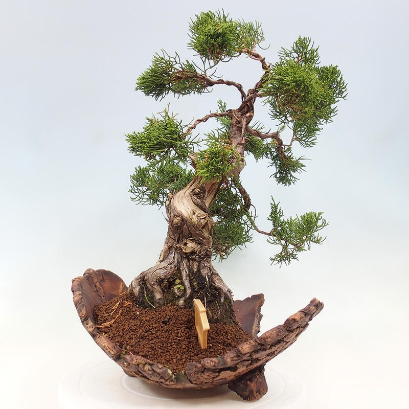 Bonsai da esterno - Juniperus chinensis Kishu