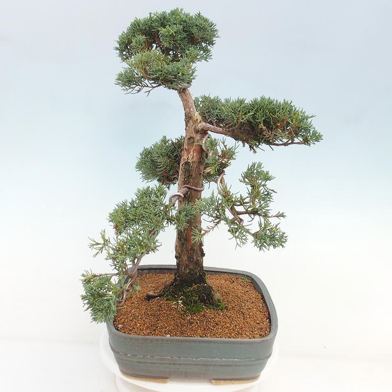 Bonsai da esterno - Juniperus chinensis Kishu