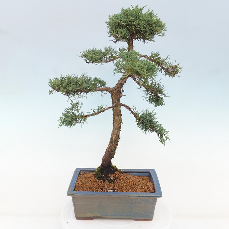 Bonsai da esterno - Juniperus chinensis Kishu