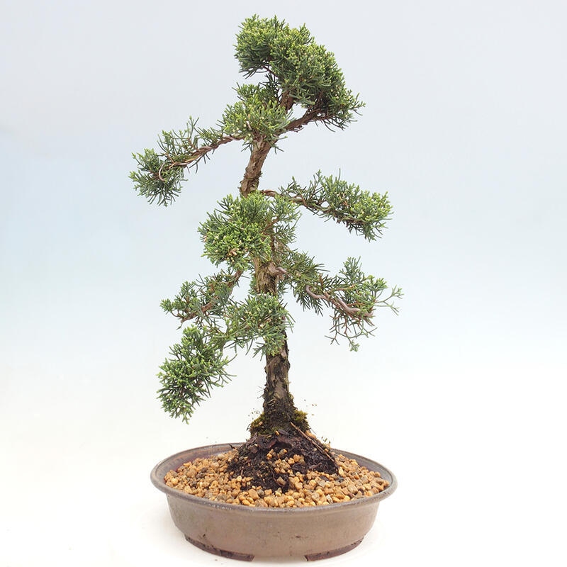 Bonsai da esterno - Juniperus chinensis Kishu