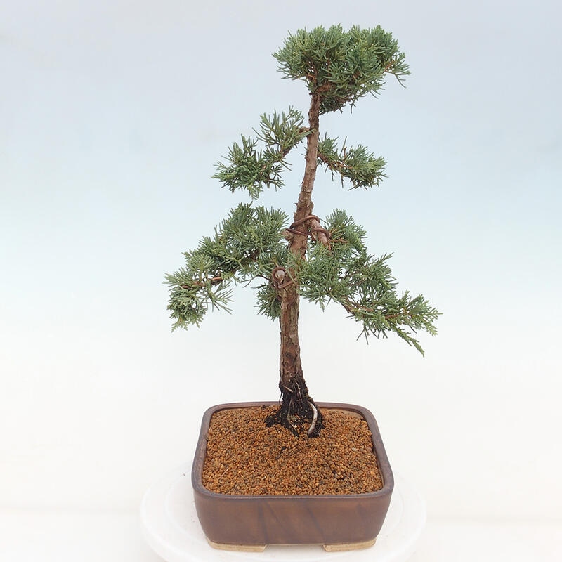 Bonsai da esterno - Juniperus chinensis Kishu