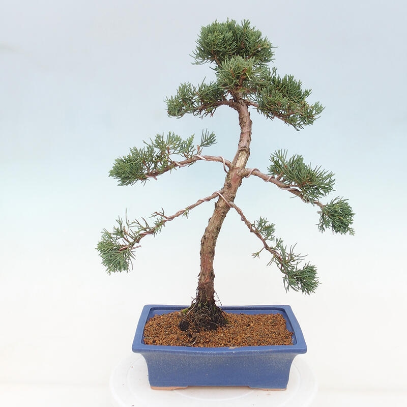 Bonsai da esterno - Juniperus chinensis Kishu