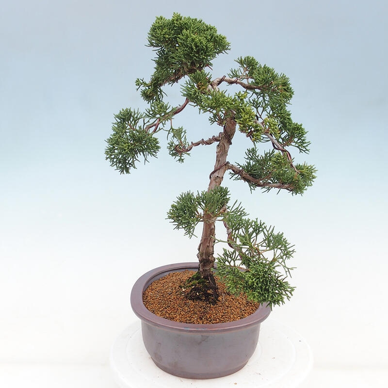 Bonsai da esterno - Juniperus chinensis Kishu